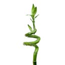 Фън Шуй Щастлив Бамбук - Dracaena Lucky Bamboo