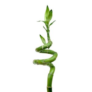 Фън Шуй Щастлив Бамбук - Dracaena Lucky Bamboo