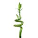 Фън Шуй Щастлив Бамбук - Dracaena Lucky Bamboo