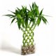 Фън Шуй Щастлив Бамбук - Dracaena Lucky Bamboo