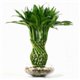 Фън Шуй Щастлив Бамбук - Dracaena Lucky Bamboo